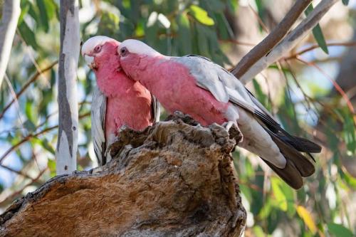 two pink birds sitting on top of a tree branch at Tiny Nanook - Kanimbla Valley by Tiny Away in Kanimbla