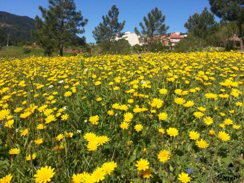 a field of yellow flowers in a field at Hostal Almenara in Paterna del Madera