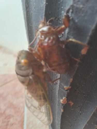 a brown insect is attached to a black object at Guapote Lodge in Tigra