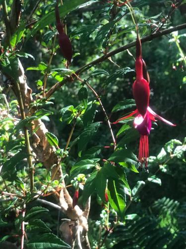a red flower is hanging from a tree at Posada Alemana in Pucón