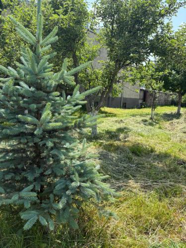 a green christmas tree in a yard at SHARDEN in Lori Berd