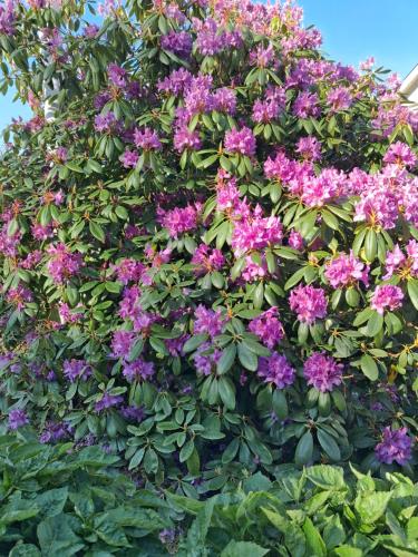 a bunch of purple flowers on a bush at Villa Lakeside in Osbyholm