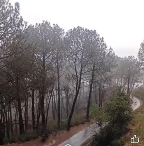 a road in a forest with trees on the side at White Hackle General's Retreat in Dharmsala