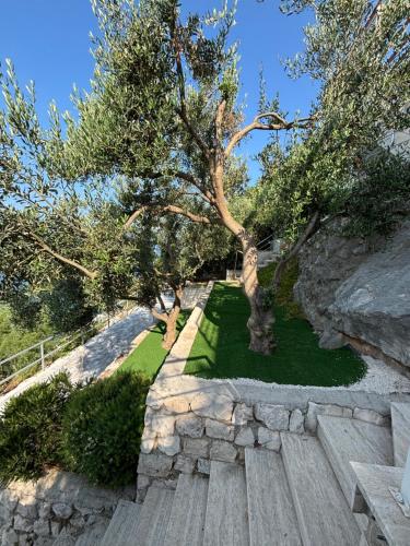Сад в Olive Tree Apartment