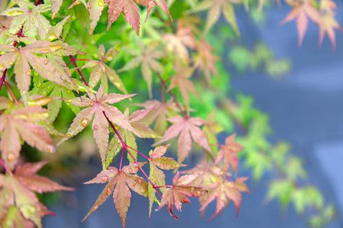 a bunch of red leaves on a tree at MADOKA Kyoto station west in Kyoto