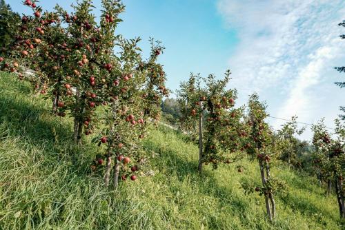 two rows of apple trees in a field with red apples at FeWo Ortler auf dem Familien- & Tierfreundlichen Haslinger Hof in Saltusio