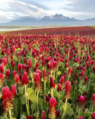 a field of red flowers with mountains in the background at Luxus apartmán pod hradom in Kežmarok