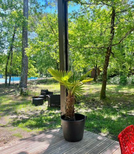 une plante en pot assise sur une table devant une fenêtre dans l'établissement Jolie maison au cœur de la Marina Talaris Lacanau, à Lacanau
