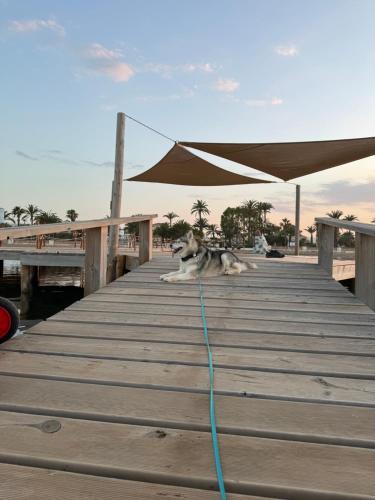 a dog laying on a wooden dock with an umbrella at VILLA MARE - 2 beds with balcony, patio and pool and direct park access in Murcia