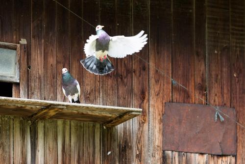 Altri animali domestici presso l'appartamento o nei dintorni