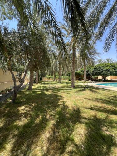a yard with palm trees and a swimming pool at Dar dguech in Degache