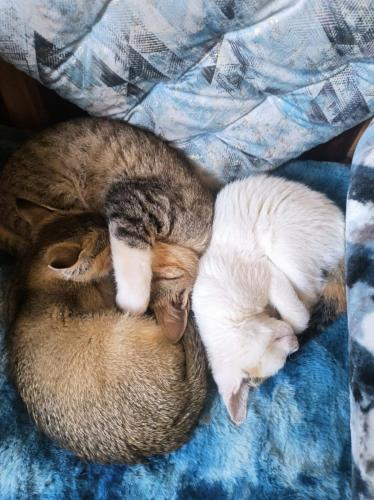 two cats curled up sleeping in a bed at The Blue House in Pelling