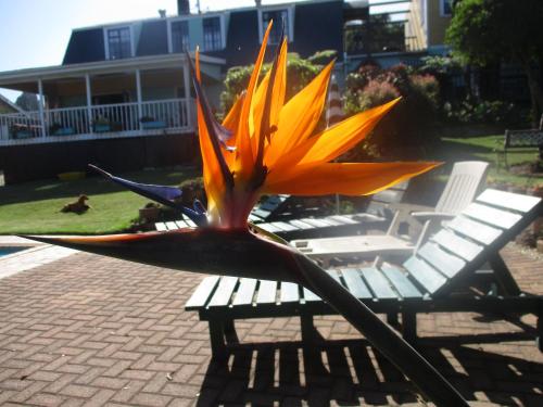 Κήπος έξω από το Footprints of Knysna
