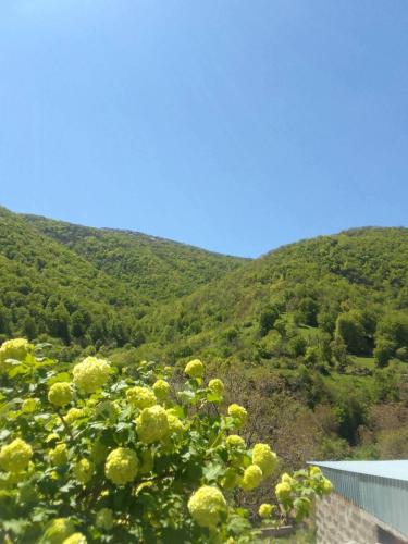 a bush with yellow flowers in front of a mountain at Arabachyan guest house in Aygut