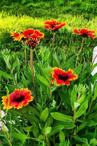a group of red and orange flowers in the grass at Arnabat Guest house in Bosteri