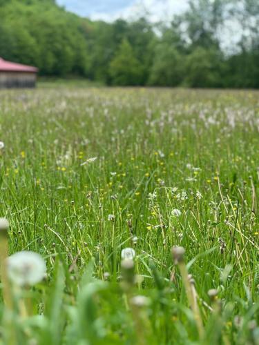 a field of green grass with flowers in it at Mirina village house in Pljevlja