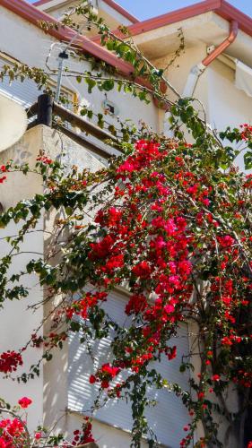 a bunch of red flowers on the side of a building at The Bay Apartments in Sarandë