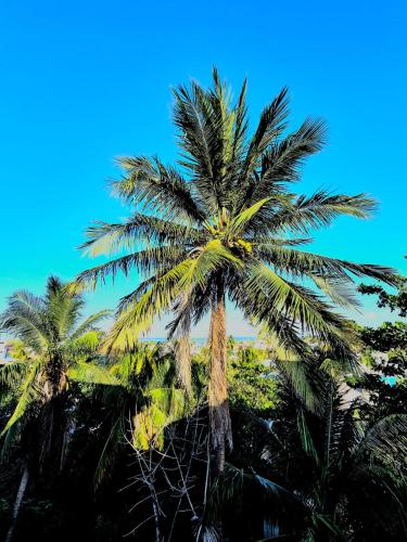 a group of palm trees against a blue sky at Hotel Villas Ponto Holbox in Holbox Island