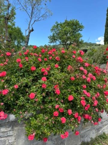 Κήπος έξω από το Agriturismo Le Case Rosse di Montebuono