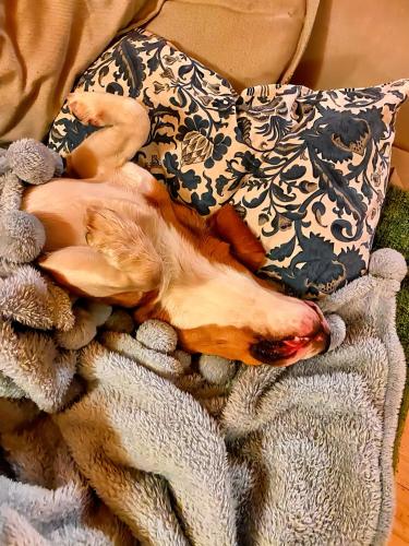 a dog laying on a bed next to a pillow at DOMKI JANOSIK - Janosik Premium in Łopuszna