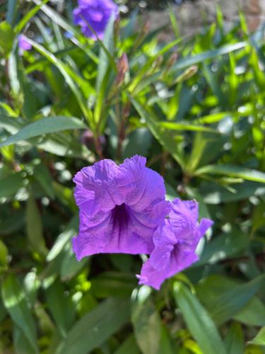 a purple flower on a plant with green leaves at Ta Skorba Farmhouse Mgarr in Mġarr
