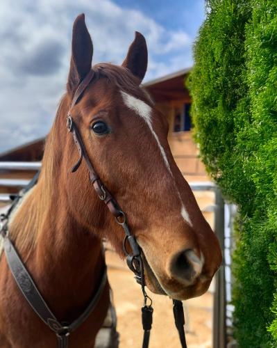 a brown horse is standing next to a hedge at SEDRA Holiday Resort-Adults Only-Bed & Breakfast in Grabovac
