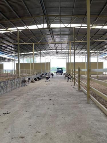 a group of cows in a barn with a car at Rancho Florean in Montemorelos