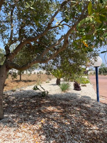 a tree sitting on the side of a street at Villa SalSea in Marausa