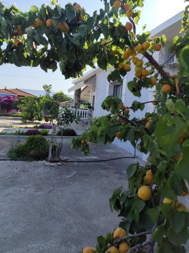 an orange tree in front of a house at Grey house in Samos