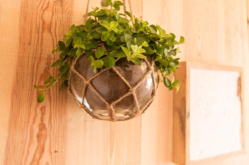 a plant in a hanging basket on a wall at Utopia in Aljezur