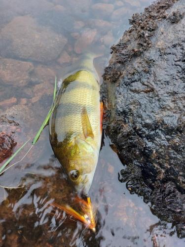 a fish sticking out of the water at Nordic Catch Cabin in Överkalix