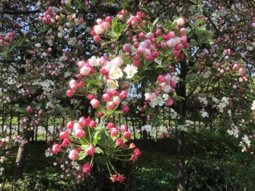 a tree with pink and white flowers on it at Chalet in Brabant with Spacious Garden in Veldhoven