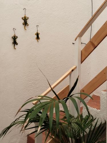 four plants hanging on a wall next to a staircase at Los Eucaliptos in Fasnia