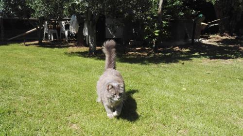 a cat walking in the grass in a yard at Podere Isabella in San Vincenzo