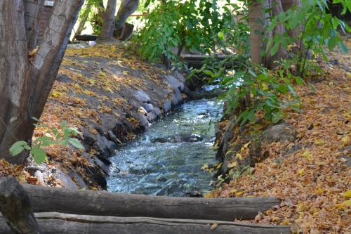 a stream in the middle of a forest with trees at Cabañas La Mercedes-Cabaña 1 in Tupungato