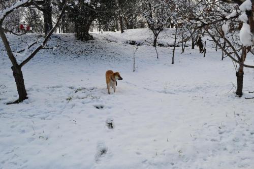 a dog on a leash in the snow at Cabañas La Mercedes-Cabaña 1 in Tupungato