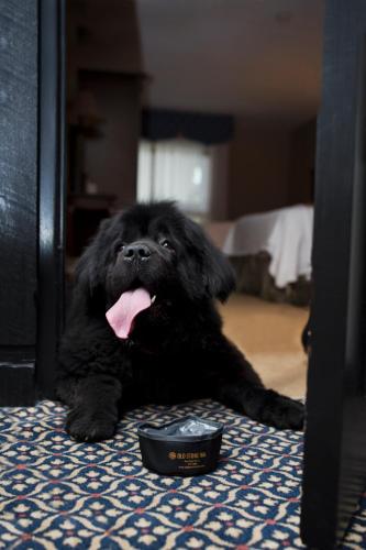 a black dog laying on the floor with its tongue at Old Stone Inn Boutique Hotel in Niagara Falls