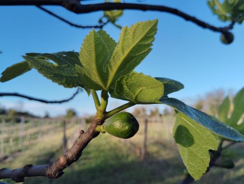 une branche d'arbre avec un fruit vert dessus dans l'établissement L'Edenwine, à Doulezon