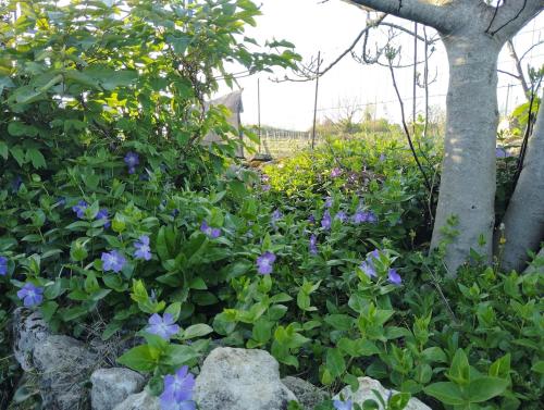 un jardin avec des fleurs violettes et un arbre dans l'établissement L'Edenwine, à Doulezon