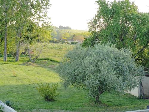 un arbre au milieu d'un champ vert dans l'établissement L'Edenwine, à Doulezon