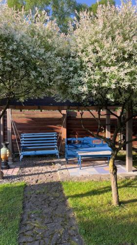 two blue benches in a park with a tree at "Будиночок гедоніста" in Tukhlya