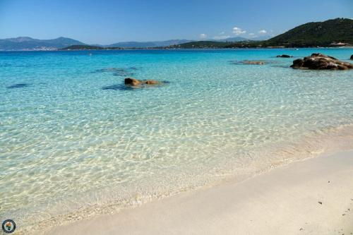 two dogs swimming in the water on a beach at Maison Fernand & Marie Claire in Coti-Chiavari