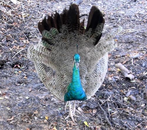 a peacock standing on the ground with its wings out at Luma Residence Anuradhapura in Anuradhapura