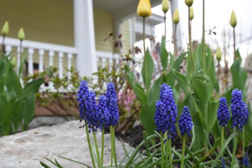 a bunch of purple flowers in front of a house at 34 State "Historic Luxury Suites" Skaneateles in Skaneateles
