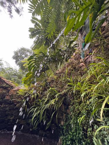 a retaining wall with plants and a waterfall at Wild Heart Glamping in Ella