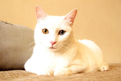 a white cat sitting on top of a couch at Surfspot House in Hengchun