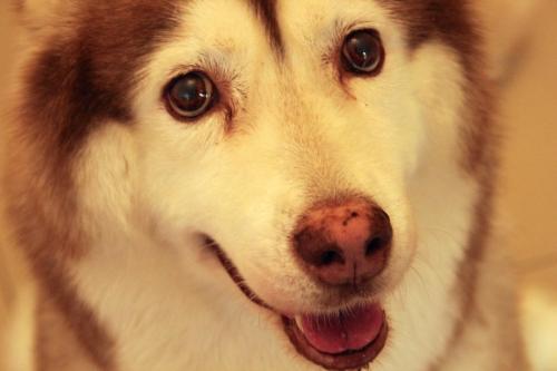 a close up of a white and brown dog at Surfspot House in Hengchun