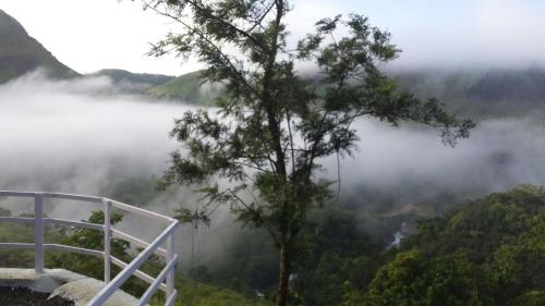 a view of a misty valley with a tree at The Kissing Mountains in Vagamon