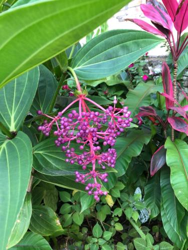 a plant with purple flowers and green leaves at Hariara Guest House in Tuk Tuk