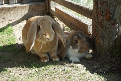 two rabbits are standing next to a tree at Landhotel Lacknerhof in Mariapfarr